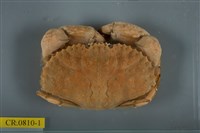 藏品(日本黃道蟹)的圖片